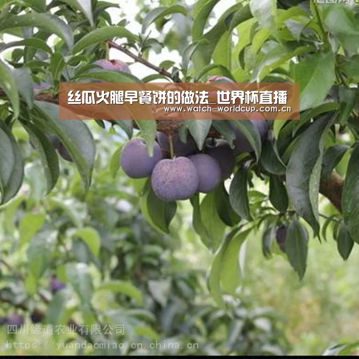赛事数据